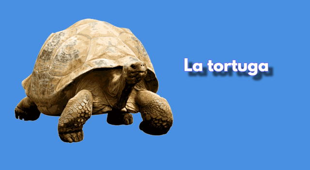 acertijo visual acertijo visual