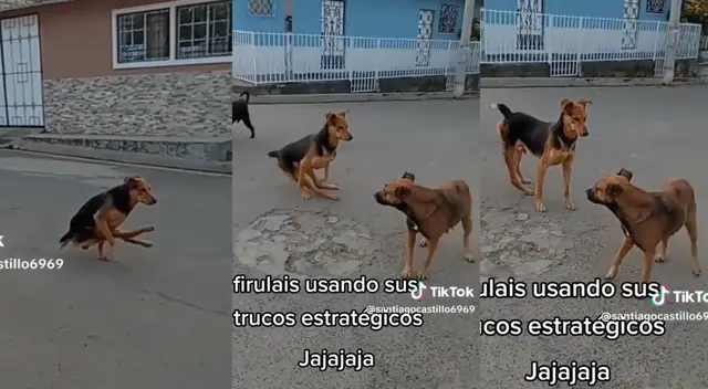 El can sorpredió a todo TikTok con su aparente discapacidad. El can sorpredió a todo TikTok con su aparente discapacidad.