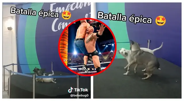 El momento se viralizó en TikTok por los peculiares movimiento de la WWE de los perritos