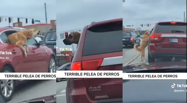 Perros se enfrentan en medio de la pista.