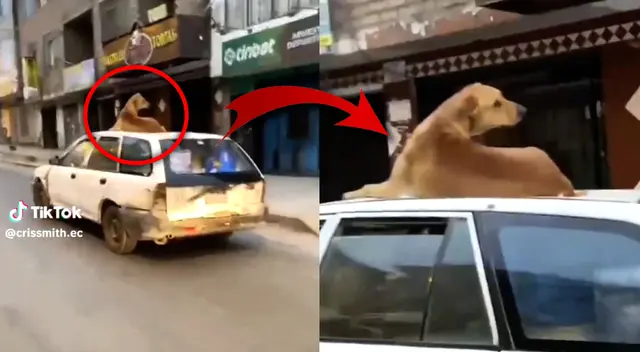 Perrito se vuelve viral por su peculiar forma de viajar.