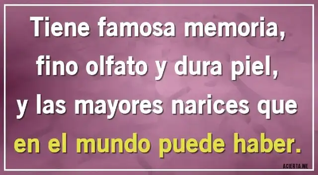 Solo los más sabios pudieron identificar el animal detrás del acertijo visual