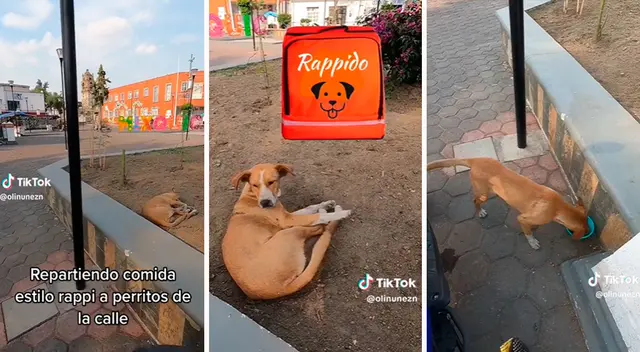 Ni bien empezó su jornada, él encontró a un indefenso can durmiendo en medio de la plaza. Ni bien empezó su jornada, él encontró a un indefenso can durmiendo en medio de la plaza.