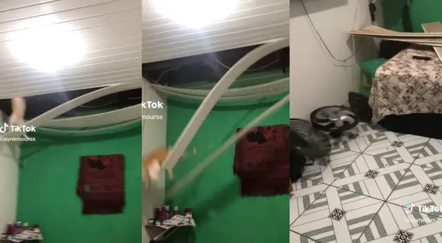 Pese a la elevada altura que cayó, el felino no sufrió daño alguno. Pese a la elevada altura que cayó, el felino no sufrió daño alguno.