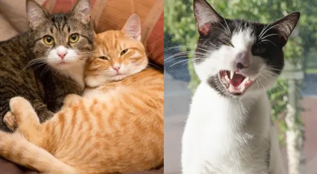 Descubre por qué las gatas gritan escandalosamente cuando se aparean. Descubre por qué las gatas gritan escandalosamente cuando se aparean.