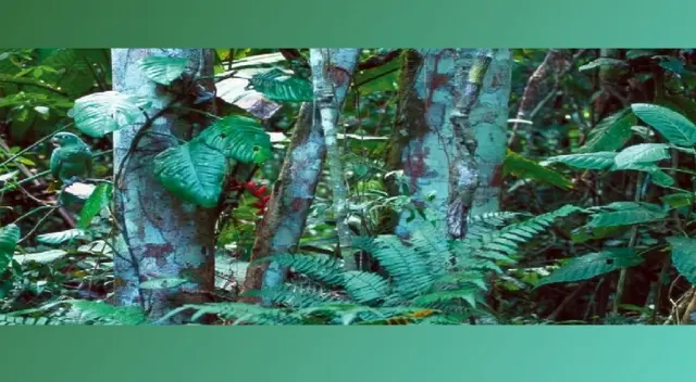 Es poco probable que encuentres este pequeño animal en este imagen. Es poco probable que encuentres este pequeño animal en este imagen.