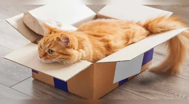 Conoce por qué los gatos aman las cajas y se sienten como en su hábitat. Conoce por qué los gatos aman las cajas y se sienten como en su hábitat.