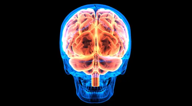 Descubre que sucede con tu cerebro antes de fallecer, según estudio de la Universidad de Michigan Descubre que sucede con tu cerebro antes de fallecer, según estudio de la Universidad de Michigan