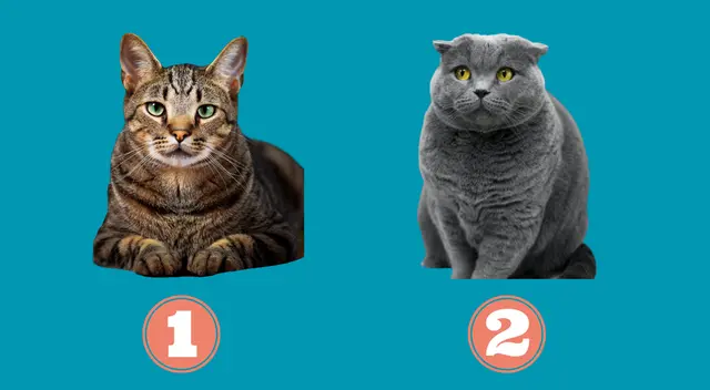 Elige uno de estos dulce gatitos y descubre si eres una persona astuta. Elige uno de estos dulce gatitos y descubre si eres una persona astuta.