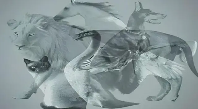 Podrías descubrir tu edad mental contando la cantidad de animales que ves Podrías descubrir tu edad mental contando la cantidad de animales que ves