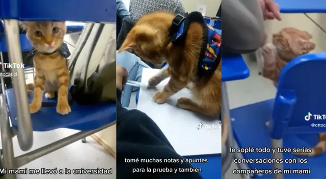 Joven llevo a su gatito a su univesidad causando ternura en las redes