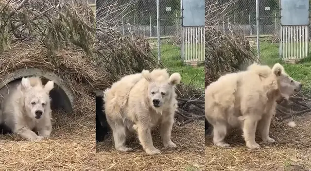 Oso sale de hibernación y causa sensación en redes sociales.