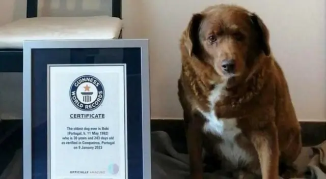 Conoce a Bobi, el perro más longevo del mundo Conoce a Bobi, el perro más longevo del mundo