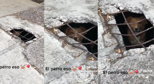 Perrito asusta a los transeuntes como si fue el payaso Pennywise. Perrito asusta a los transeuntes como si fue el payaso Pennywise.