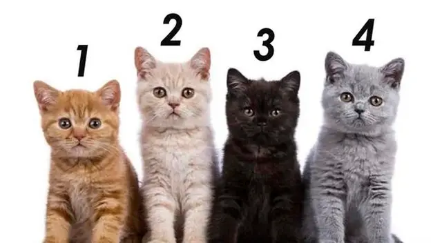 Test de personalidad: Elije el gato que más te guste y descubre tu verdadero carácter Test de personalidad: Elije el gato que más te guste y descubre tu verdadero carácter