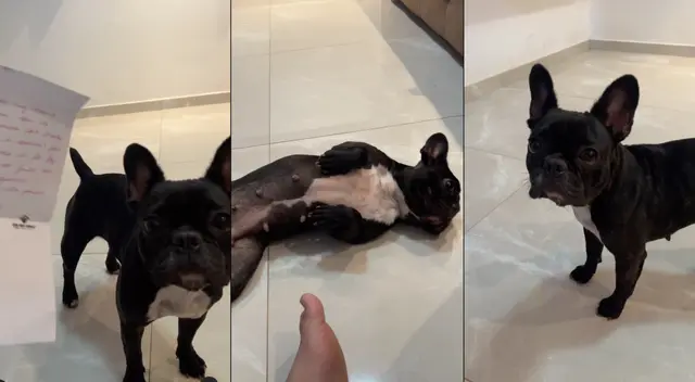 Perrita es suspendida por 15 días de guardería por mal comportamiento. Perrita es suspendida por 15 días de guardería por mal comportamiento.