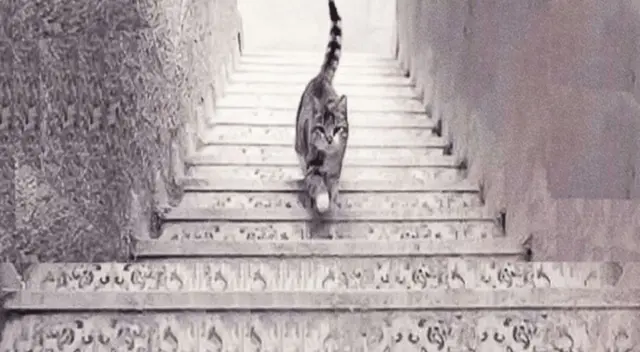 Test podría revelar algún problema en tu personalidad por posición del gato Test podría revelar algún problema en tu personalidad por posición del gato