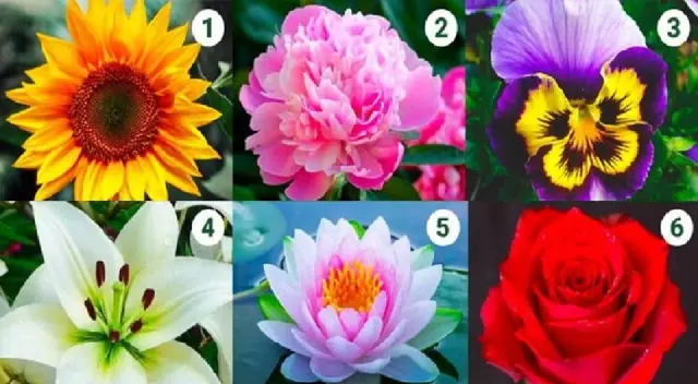 ¿Qué flor prefieres aquí? Conoce tu mejor cualidad según la eleccion ¿Qué flor prefieres aquí? Conoce tu mejor cualidad según la eleccion