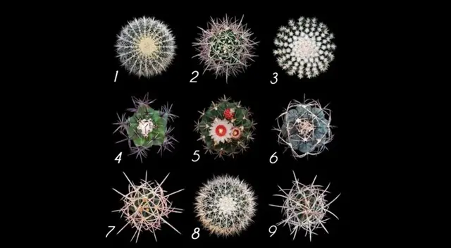 Solo debes escoger una opción en este reto visual.