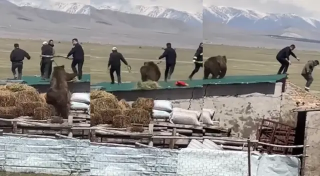 Hombres salieron corriendo para no ser atrapados por el oso. Hombres salieron corriendo para no ser atrapados por el oso.