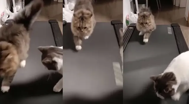 Gatito entrena junto a su compañero en una caminadora. Gatito entrena junto a su compañero en una caminadora.