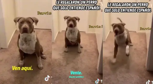 El dueño se encuentra fastidiado por esta situación, pues se le dificulta habalr en español. El dueño se encuentra fastidiado por esta situación, pues se le dificulta habalr en español.