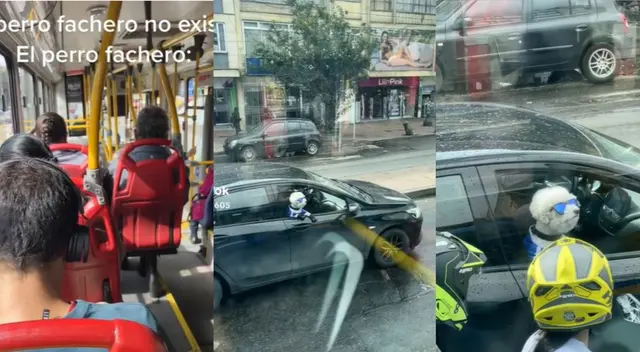Perrito es viral en TikTok por su hilarante estilo Perrito es viral en TikTok por su hilarante estilo