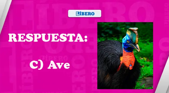 solución acertijo visual solución acertijo visual