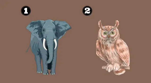 ¿Un búho o un elefante? Selecciona tu animal favorito y conoce qué es lo que dice de ti.