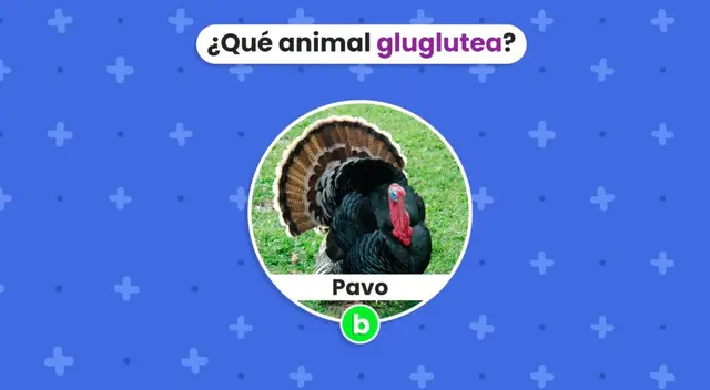 acertijo visual acertijo visual