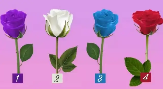 ¿Qué rosa prefieres? Analiza cada opción y conócete más en instantes.