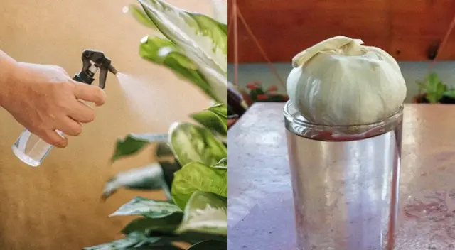Curiosidades.