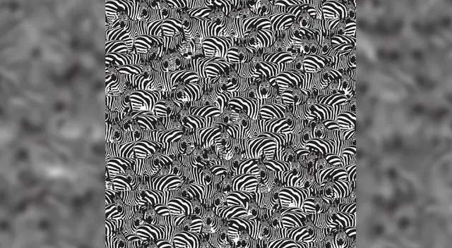 Encuentra el piano que se oculta entre las cebras de la imagen. ¿Lo lograrás? Encuentra el piano que se oculta entre las cebras de la imagen. ¿Lo lograrás?