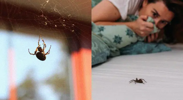 Descubre los productos que te ayudarán a espantar a estos desagradables insectos. Descubre los productos que te ayudarán a espantar a estos desagradables insectos.