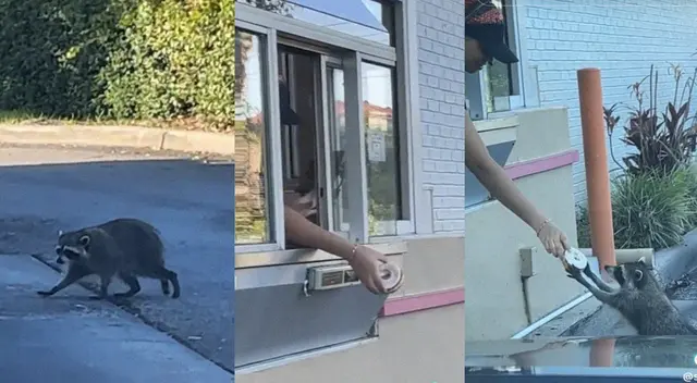 Mapache recibe dona de una trabajadora de Dunkin' Donuts. Mapache recibe dona de una trabajadora de Dunkin' Donuts.