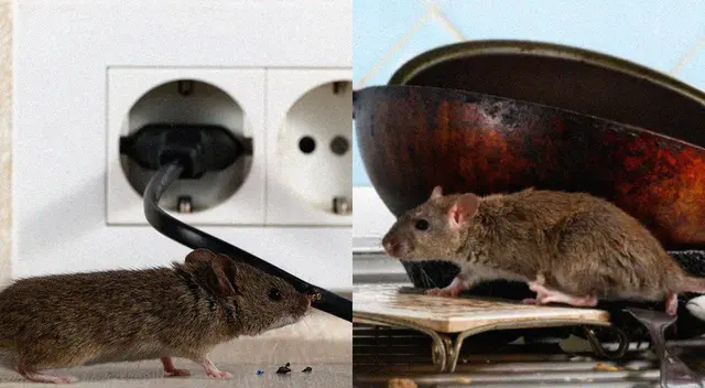 Ahuyenta a las ratas que se han metido a tu casa con estos trucos caseros. Ahuyenta a las ratas que se han metido a tu casa con estos trucos caseros.