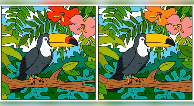 ¿Lograrás identificar cuáles son las diferencias entre los tucanes del reto visual?