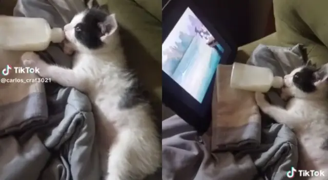 Gatito fue encontrado viendo la popular serie animada tomando leche en un biberón. Gatito fue encontrado viendo la popular serie animada tomando leche en un biberón.