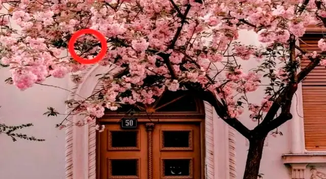 solución retos visuales solución retos visuales