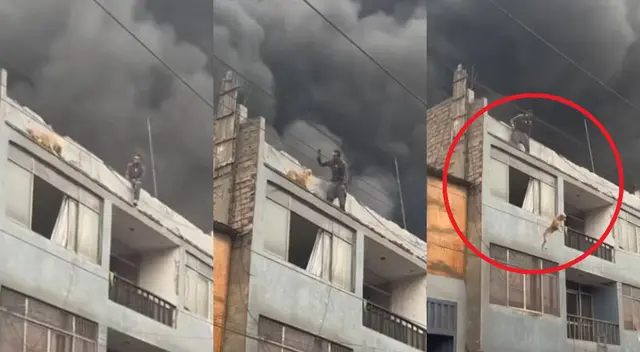 Ciudadano colombiano se convierte en héroe luego de salvar 25 perritos en La Victoria.