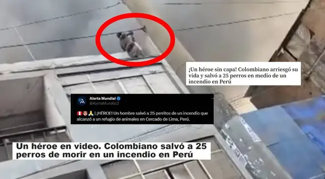 Joven rescata a 25 perros y se vuelve noticia internacional