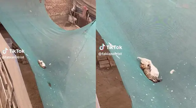 Gatitos fueron visto durmiendo plácidamente en un malla de construcción y son tendencia en redes. Gatitos fueron visto durmiendo plácidamente en un malla de construcción y son tendencia en redes.