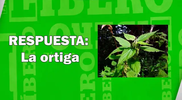 solución acertijo visual