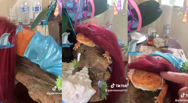 Reptil es sensación en TikTok por haberse disfrazado como la protagonista del reconocido filme de Disney. Reptil es sensación en TikTok por haberse disfrazado como la protagonista del reconocido filme de Disney.