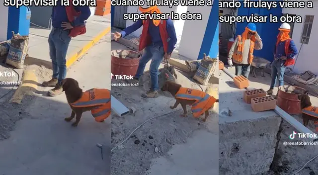 Perrito es tendencia en redes por ser jefe de obras en una construcción. Perrito es tendencia en redes por ser jefe de obras en una construcción.