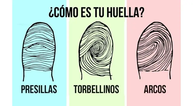 La forma de tu dedo determinará detalles relacionados a tu forma de ser y tu entorno. La forma de tu dedo determinará detalles relacionados a tu forma de ser y tu entorno.