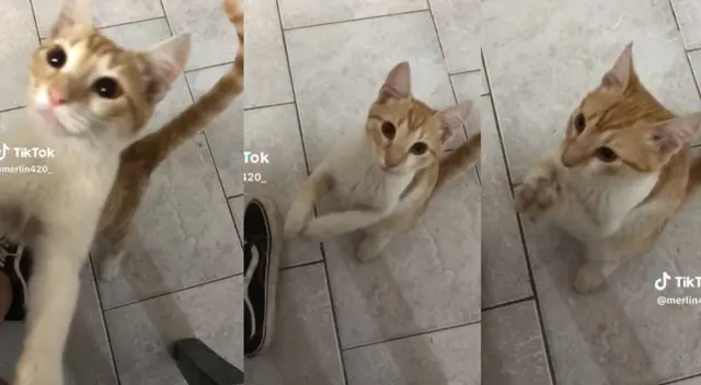 Gatito es sensación en redes sociales al bailar "Mentirosa" del grupo Ráfaga.