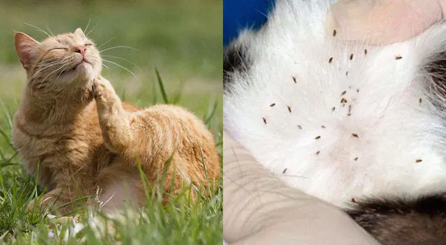 Descubre el producto casero para eliminar a las pulgas de tu gato. Descubre el producto casero para eliminar a las pulgas de tu gato.