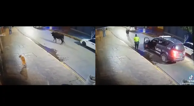 Torito y Policía Nacional del Perú protagonizan un momento viral en TikTok. Torito y Policía Nacional del Perú protagonizan un momento viral en TikTok.