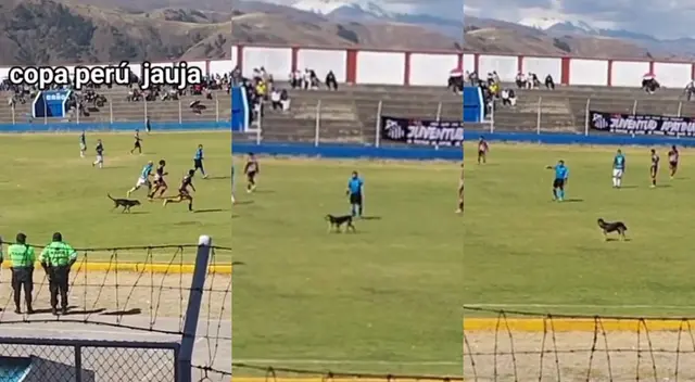 La Copa Perú se vio interrumpida durante unos segundos por la suspicacia de un perrito curioso. La Copa Perú se vio interrumpida durante unos segundos por la suspicacia de un perrito curioso.